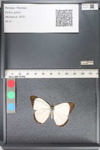 Media type: image;   Entomology 130021